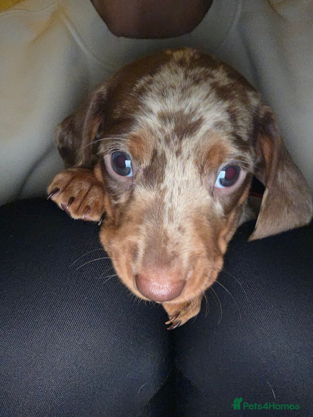 Dachshund dogs for sale: Standard Dachshund Puppies - Advert 7