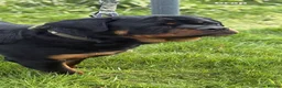 Rottweiler dogs for sale: 🤍PRADAS PUPPYS 🤍 in Wick - Advert 7
