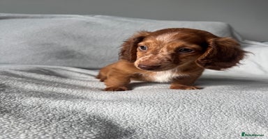 Miniature Dachshund dogs - Advert 10