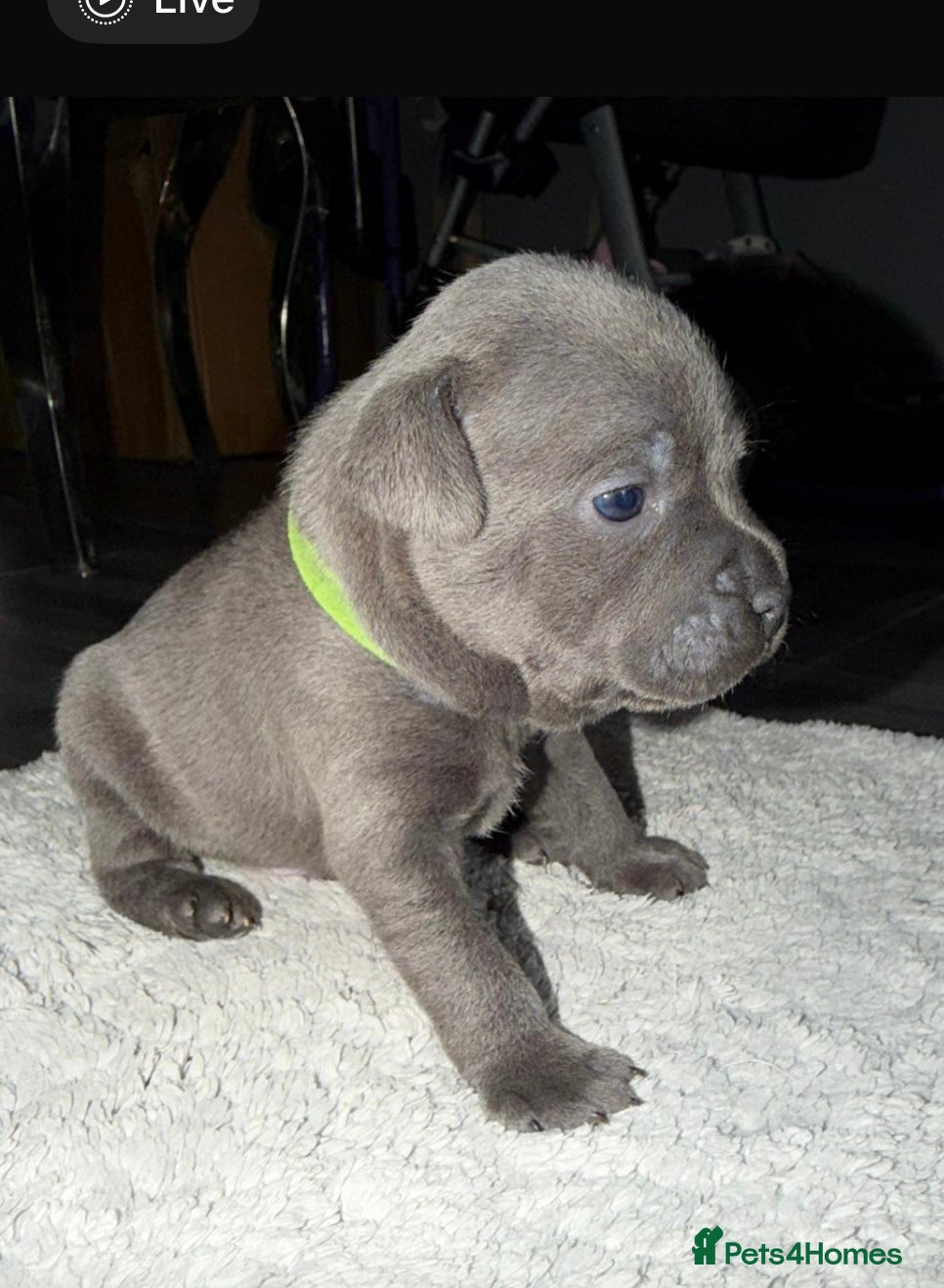 Staffordshire Bull Terrier dogs 7 beautiful KC staffy puppy’s  - Advert 10