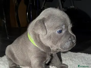 Staffordshire Bull Terrier dogs 7 beautiful KC staffy puppy’s - Advert 10