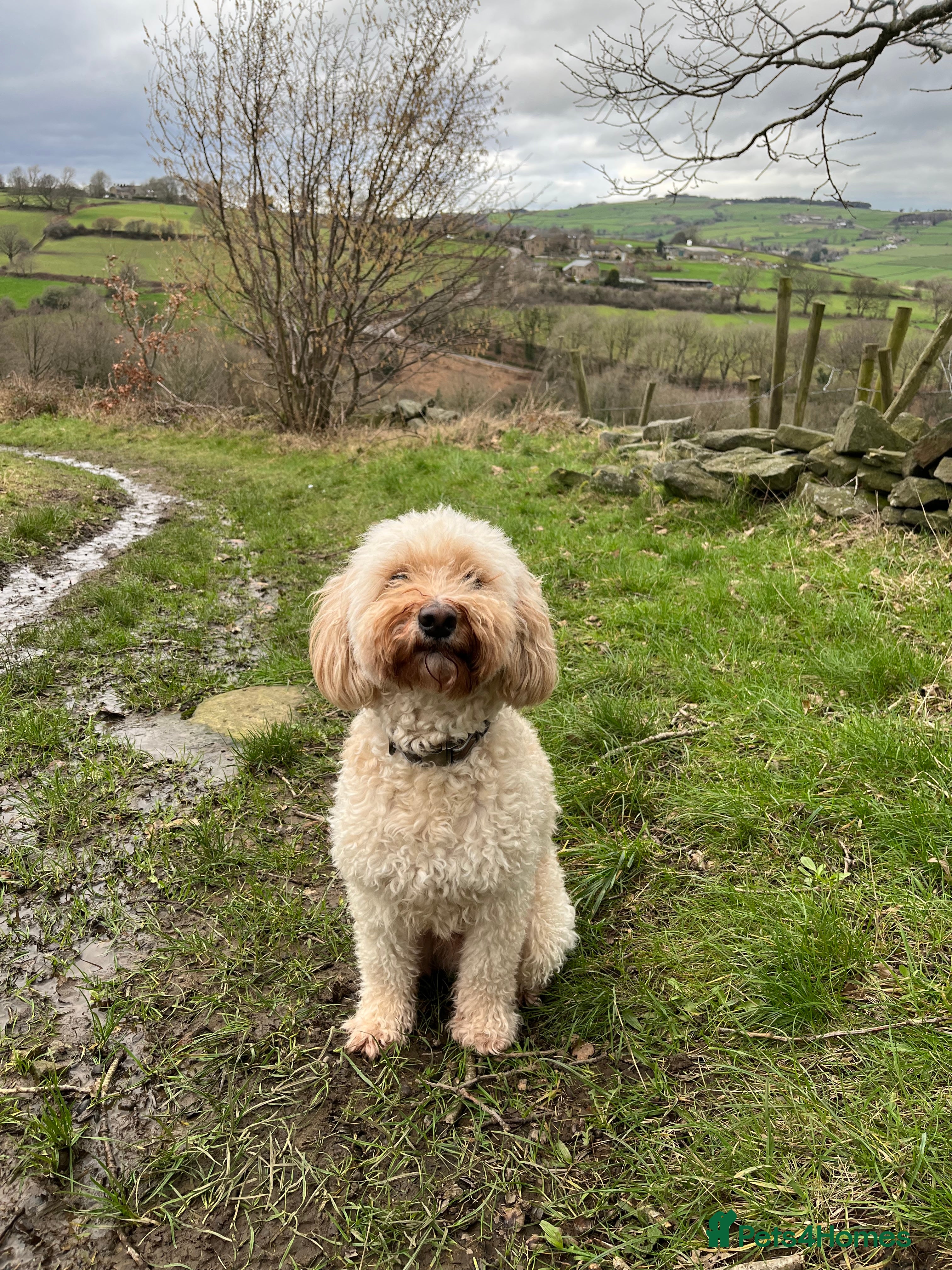 Cockapoo dogs Charlie – Loyal, Loving 5-Year-Old Dog - Advert 1