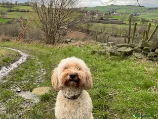 Cockapoo dogs Charlie – Loyal, Loving 5-Year-Old Dog - Advert 1