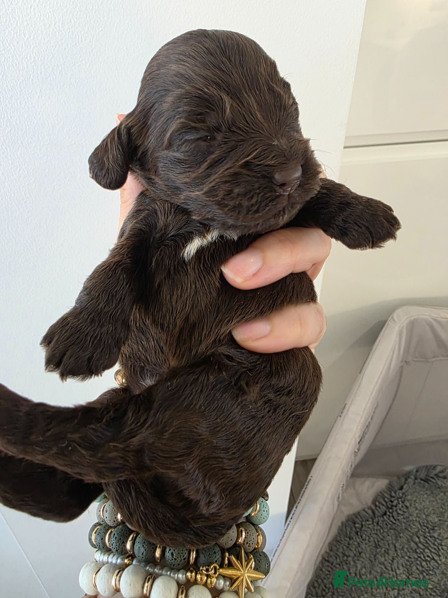 Cockapoo dogs Stunning extensively health tested cockapoos  - Advert 1