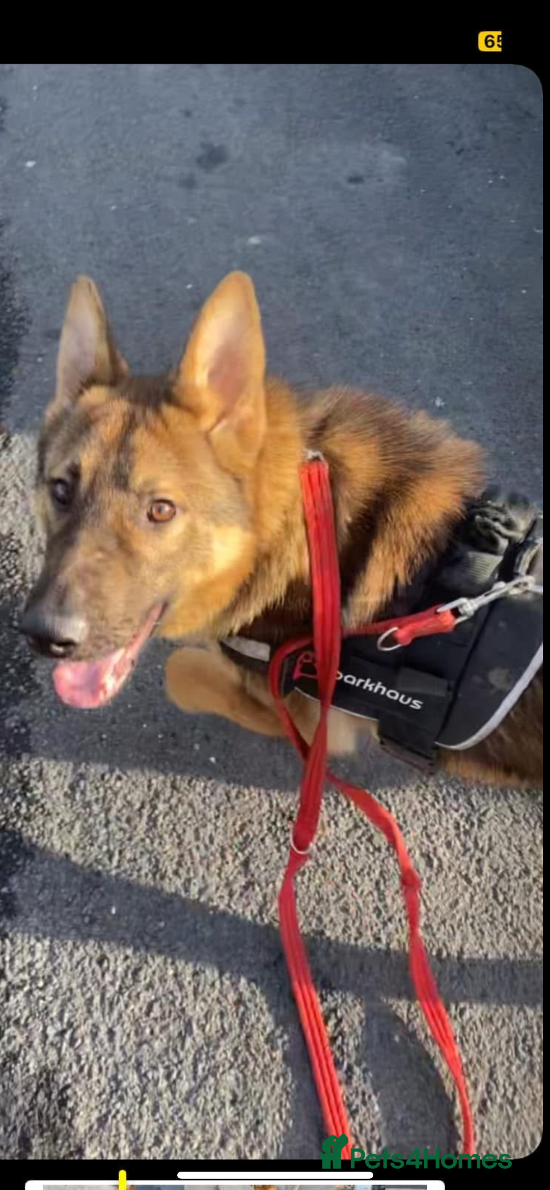 Belgian Shepherd Dog dogs for sale: This is Zeus  - Advert 1