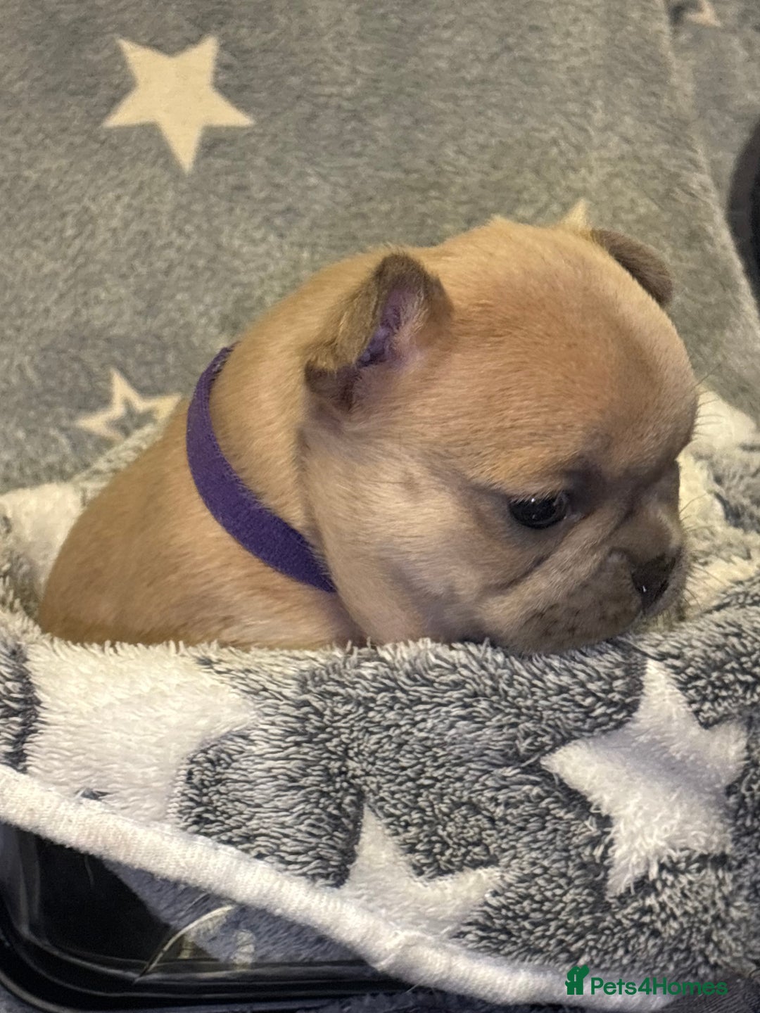 French Bulldog dogs for sale: FRENCH-BULLDOG LITTER  - Advert 13