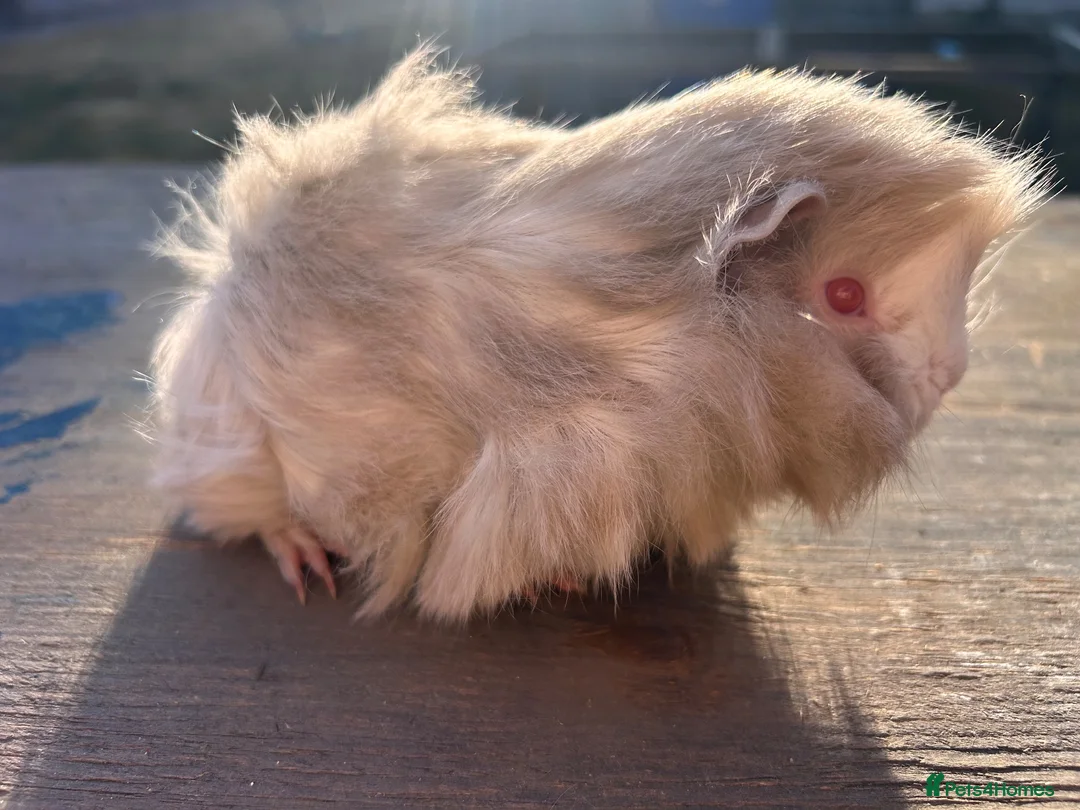 Guinea Pig rodents for sale: friendly boy guinea pigs to reserve  - Advert 1