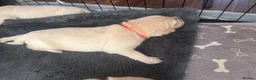 Golden Retriever dogs for sale: Beautiful Golden Retriever puppies - Advert 7