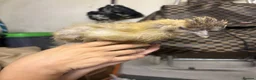 Chickens poultry for sale: Four chickens looking for homes  - Advert 7