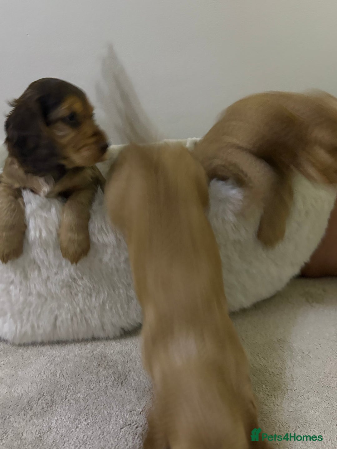 Cocker Spaniel dogs for sale: Show cocker spaniel puppies /ready to leave  - Image 19