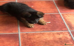 German Shepherd dogs for sale: West German German Shepherd stud dog for sale - Image 15