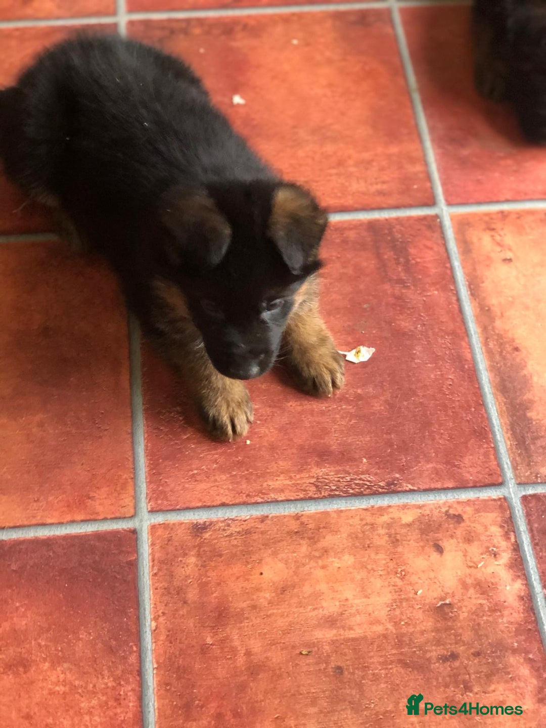 German Shepherd dogs for sale: West German German Shepherd stud dog for sale - Image 15