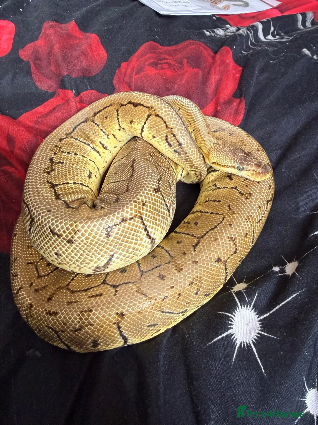 Python Snake reptiles for sale: Royal python collection  - Advert 2