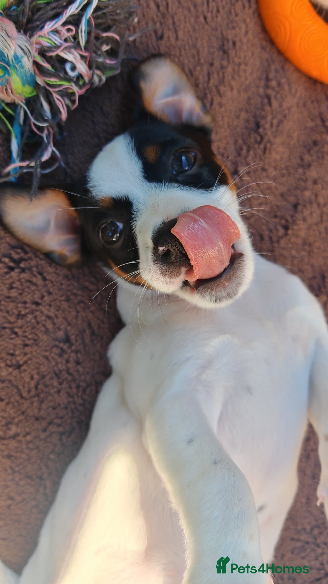 Jack Russell dogs  Beautiful Jack Russell baby girl  - Advert 2
