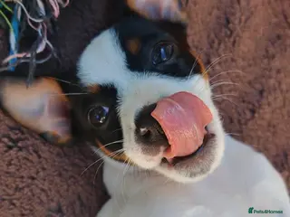 Jack Russell dogs Beautiful Jack Russell baby girl - Advert 2