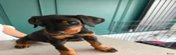 Dobermann dogs for sale: 2 LEFT,READY NOW,BEAUTIFUL DOBERMAN PUPPIES - Advert 16
