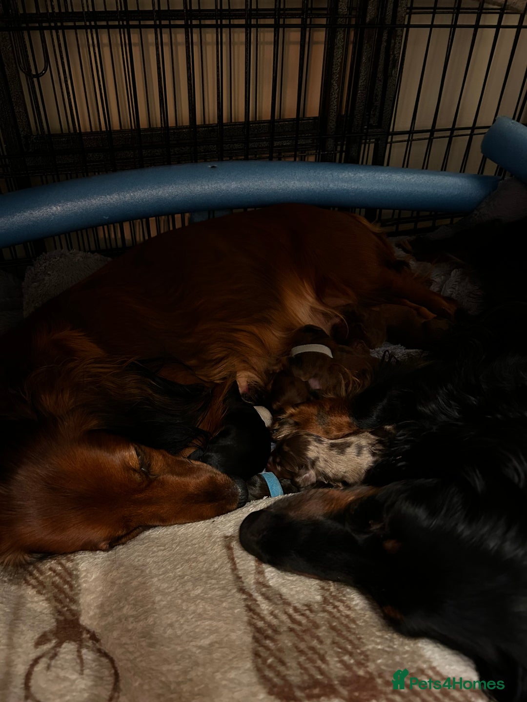 Dachshund dogs for sale: KC Registered Standard Long Hair Dachshund Puppies - Advert 12