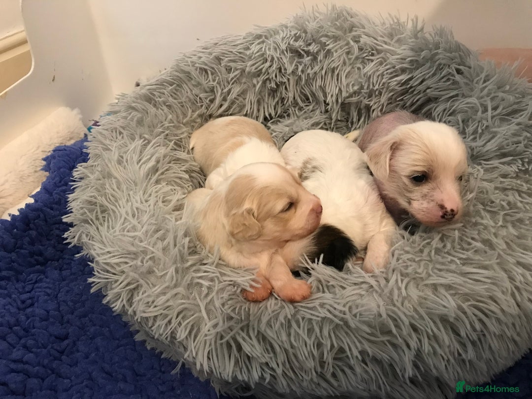 Chinese Crested dogs for sale: Chinese Crested puppies - Advert 23