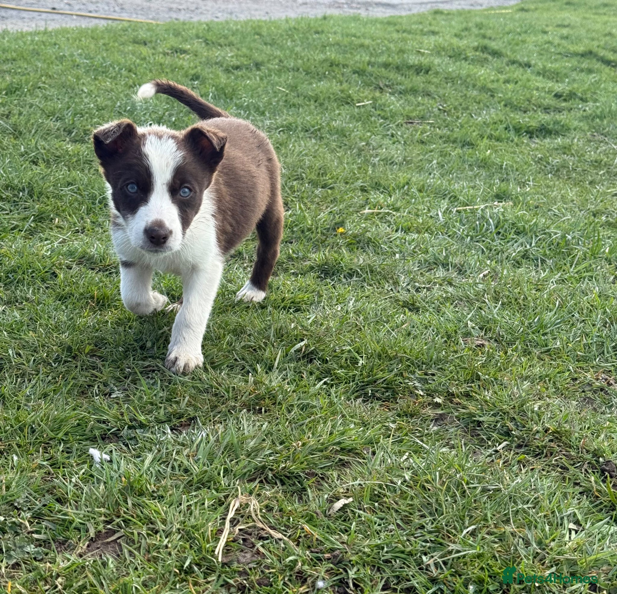 Border Collie dogs ⚡️ Red & White Border Collie Puppies ⚡️ - Advert 2