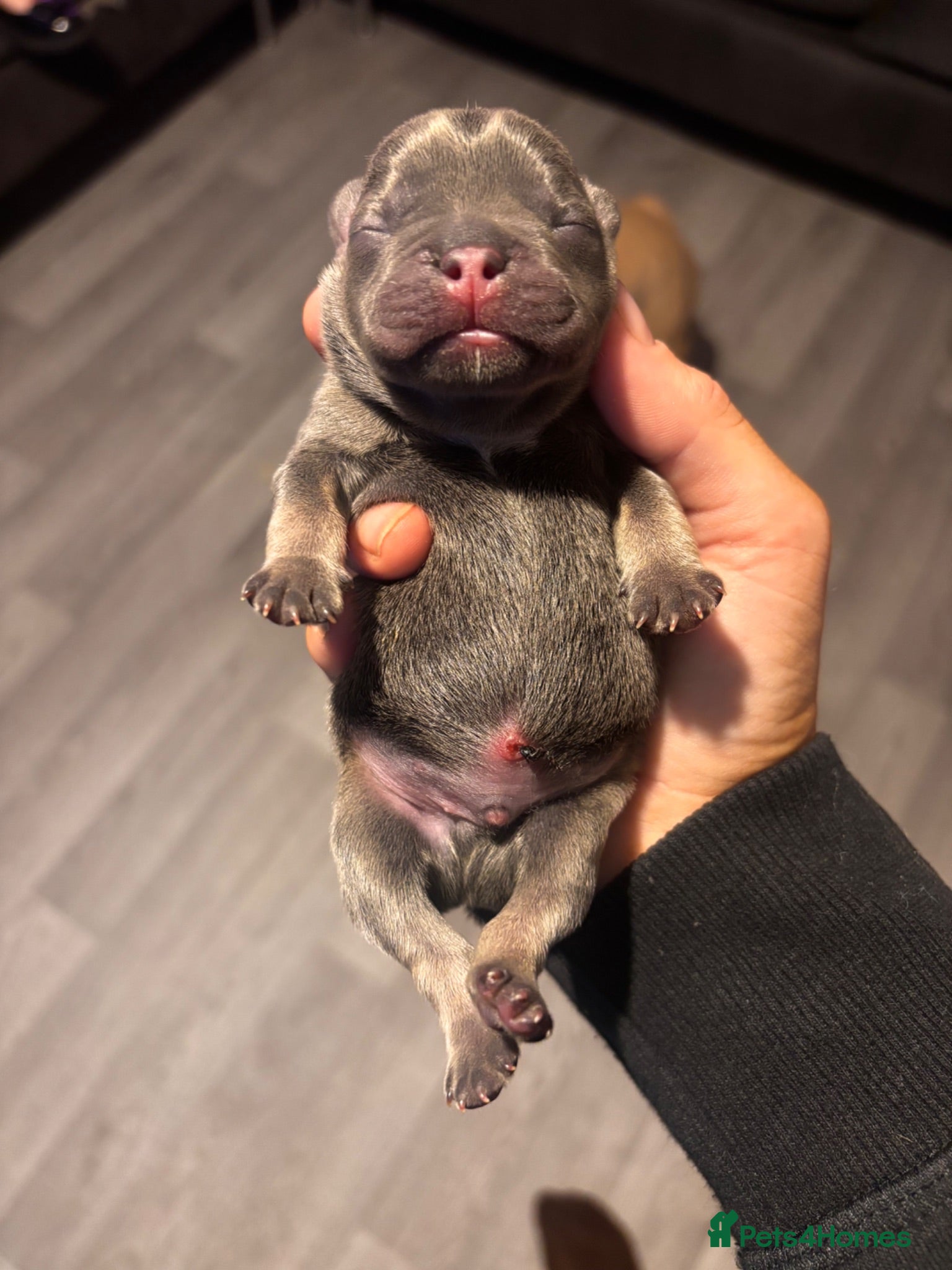 French Bulldog dogs Beautiful lilac and tan frenchie puppies  - Advert 1