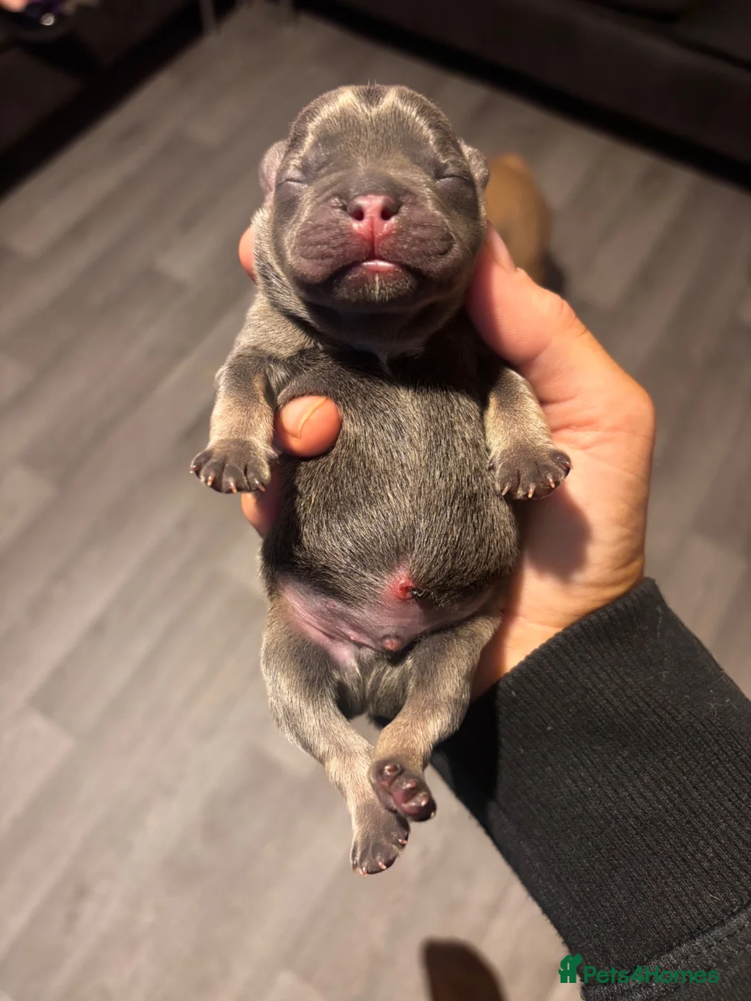 French Bulldog dogs for sale: Beautiful lilac and tan frenchie puppies  - Advert 1