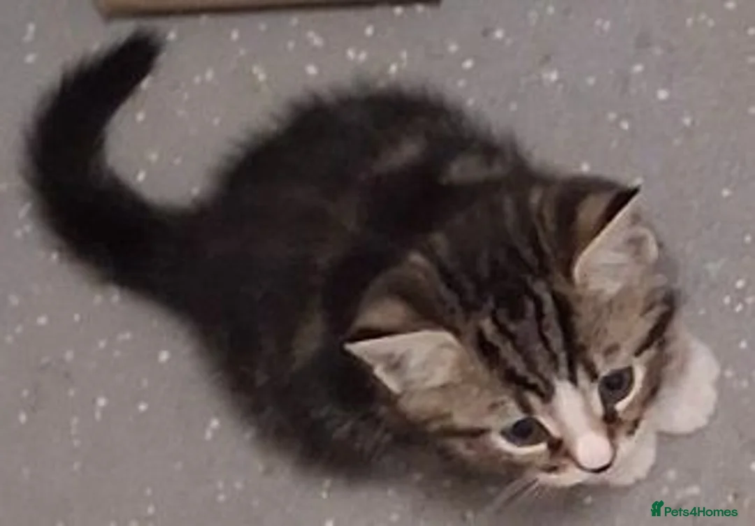 British Shorthair cats for sale: Tabby british shorthair kittens - Advert 2
