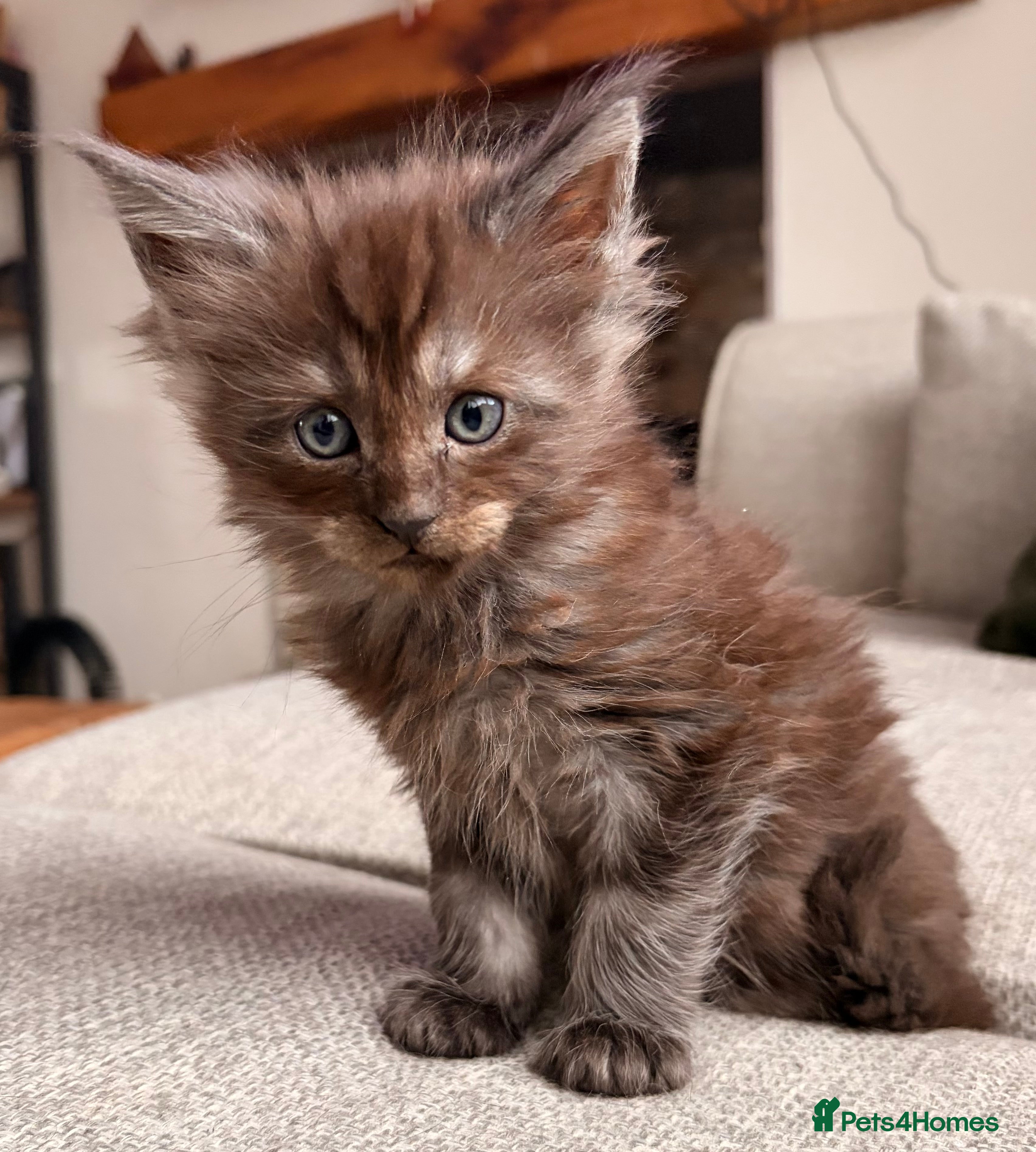 Maine Coon cats Maine coon babies 😻 - Advert 8