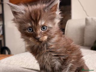 Maine Coon cats Maine coon babies 😻 - Advert 8