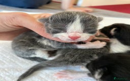 Mixed Breed cats for sale: beautiful kittens - Image 40