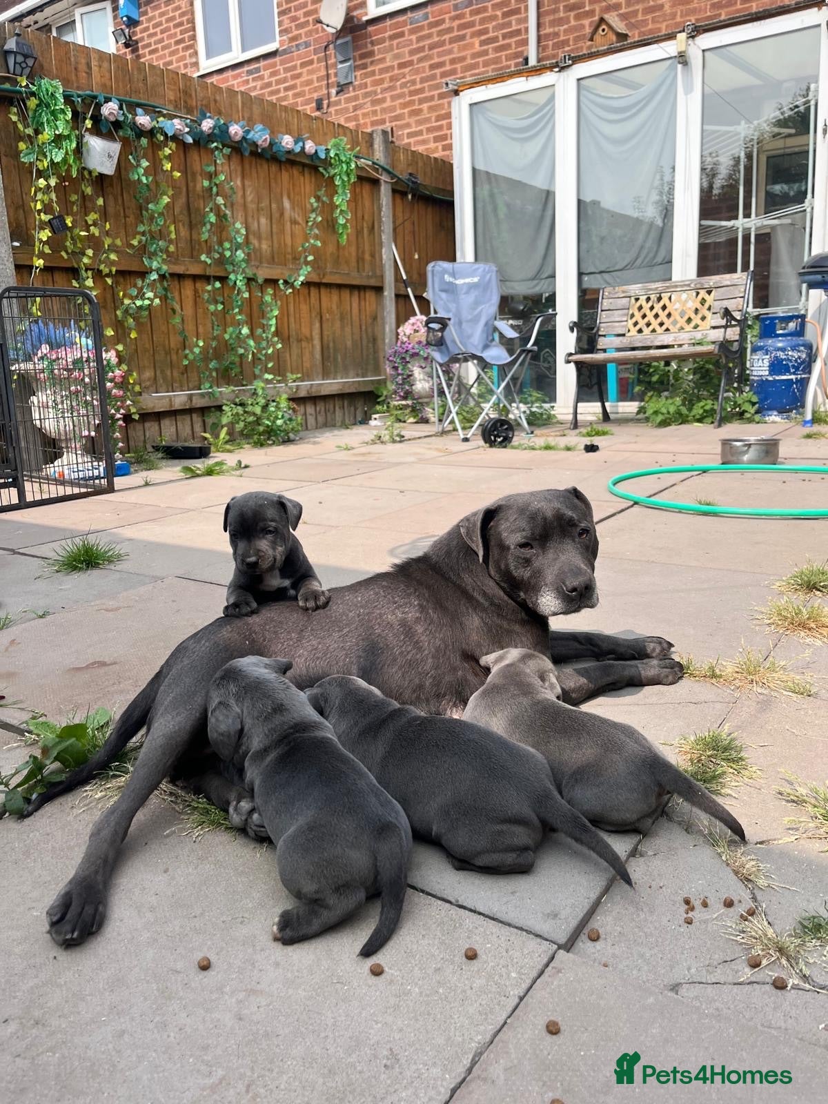 Staffordshire Bull Terrier dogs KC Blue Staffordshire Bull Terrier Puppies  - Advert 2