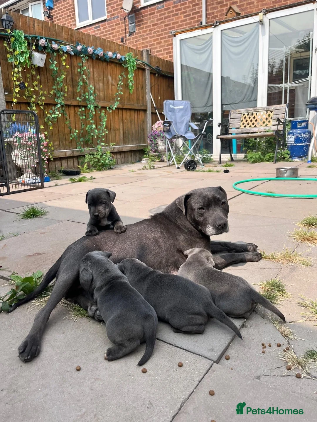 Staffordshire Bull Terrier dogs for sale: KC Blue Staffordshire Bull Terrier Puppies  - Advert 1