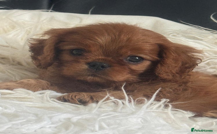 Cavalier King Charles Spaniel dogs - Advert 6