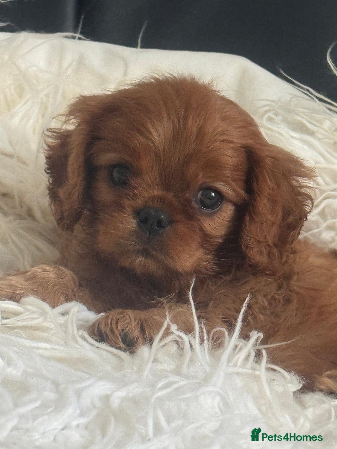 Cavalier King Charles Spaniel dogs for sale: Stunning cavalier King Charles  - Image 1