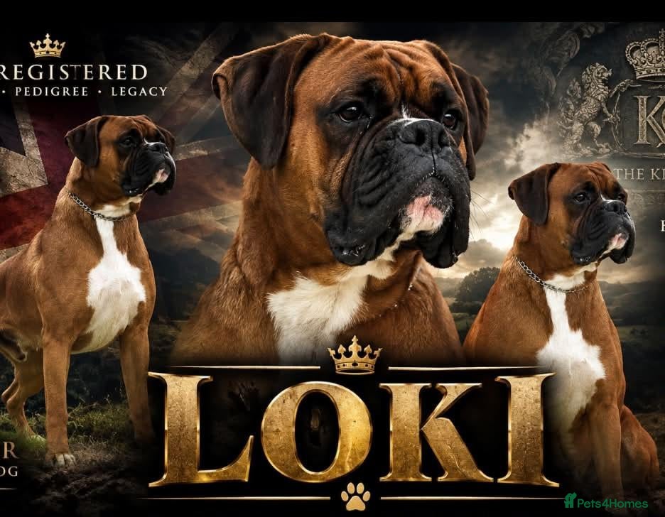 Boxer dogs KC registered Bobtail Boxer (for stud only) - Advert 1