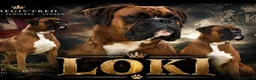 Boxer dogs for stud: KC registered Bobtail Boxer (for stud only) - Advert 1