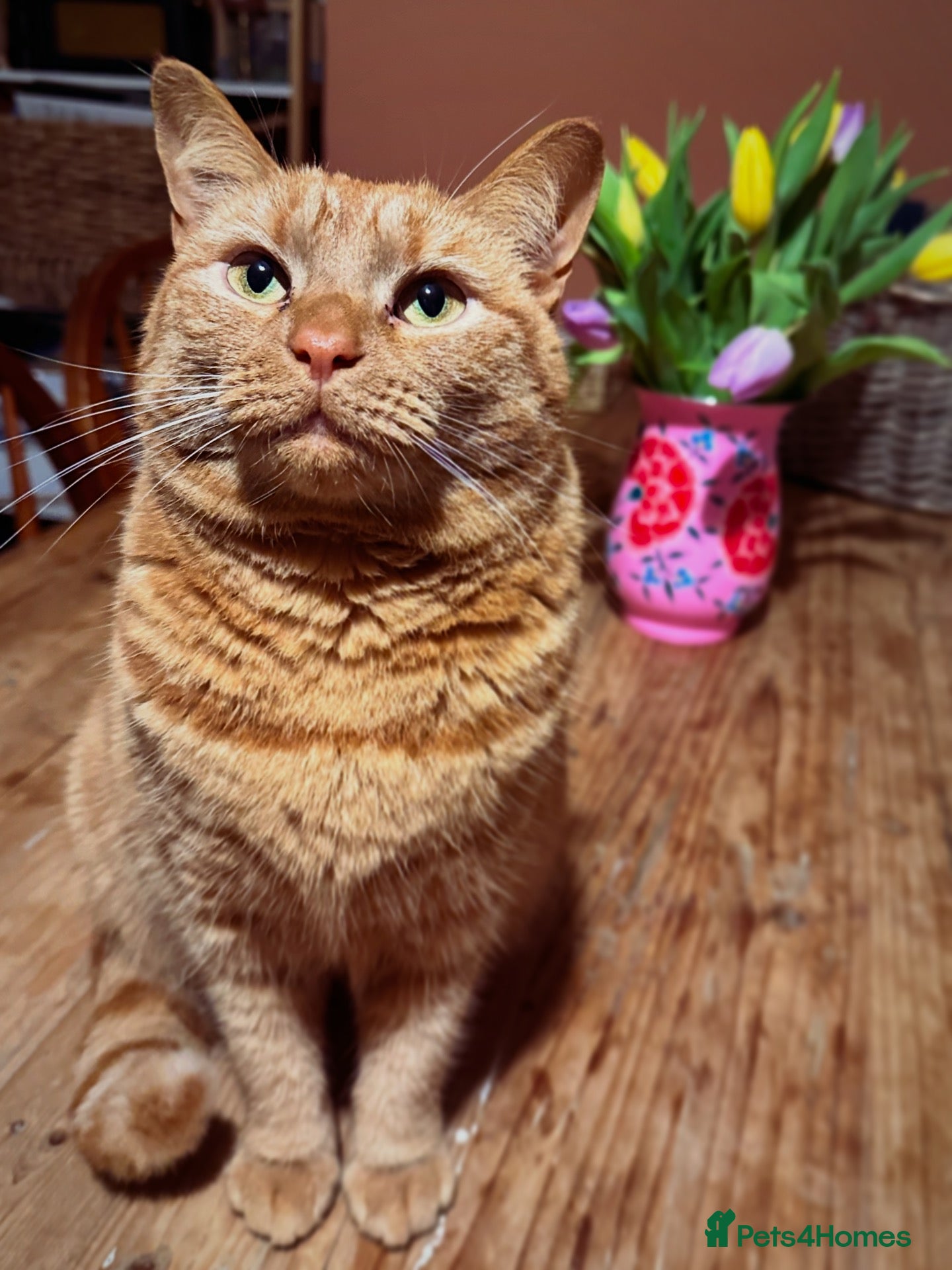 Mixed Breed cats Noodle  - Advert 1