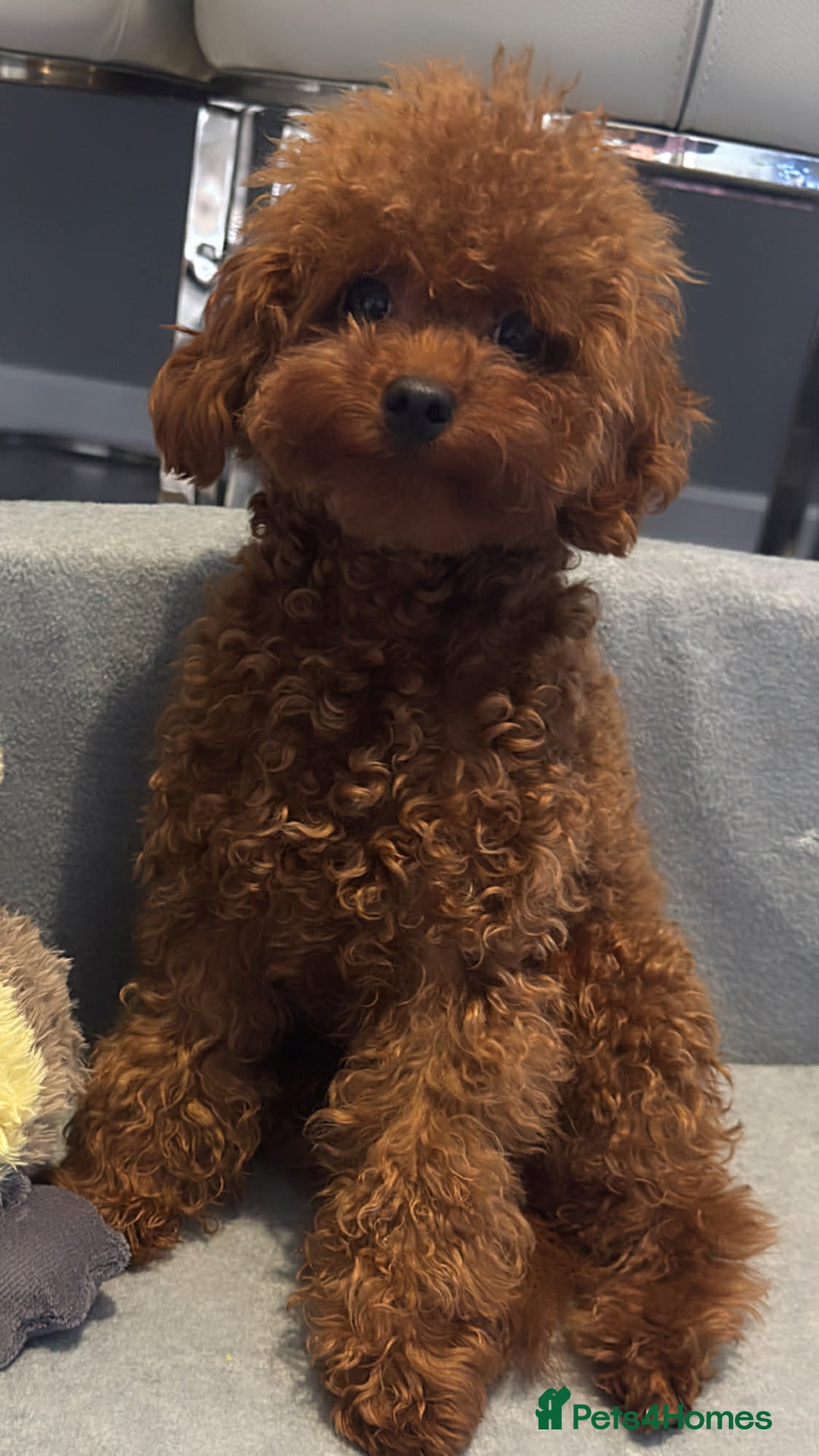 Toy Poodle dogs for sale: Asian Toy Poodle - Advert 11