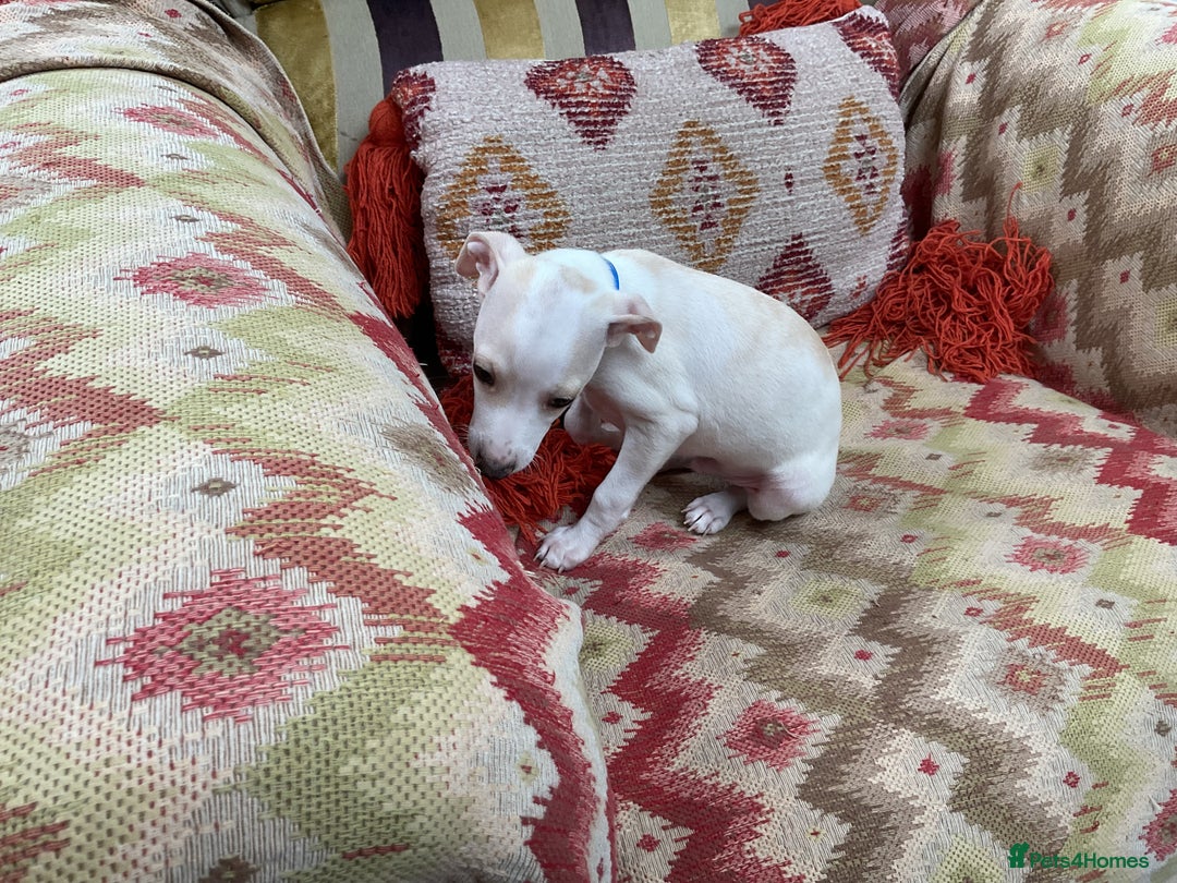 Italian Greyhound dogs for sale: Gorgeous Italian greyhound puppies  - Image 9