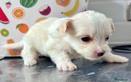 Poochon dogs for sale: Bichon and poodle mini  - Advert 1