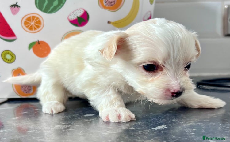 Poochon dogs Bichon and poodle mini  - Advert 4