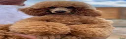 Toy Poodle dogs for sale: Red toy poodle puppies for sale - Advert 4