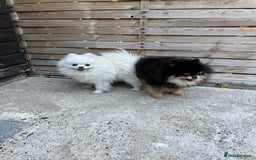 Pomeranian dogs for sale: Last Pomeranian Male - Image 12