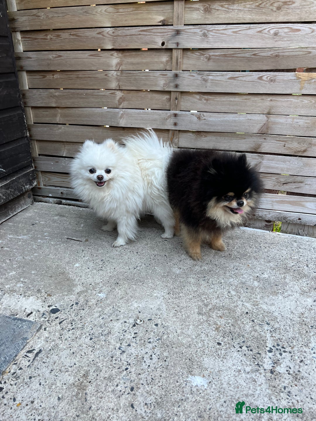 Pomeranian dogs for sale: Last Pomeranian Male - Image 12
