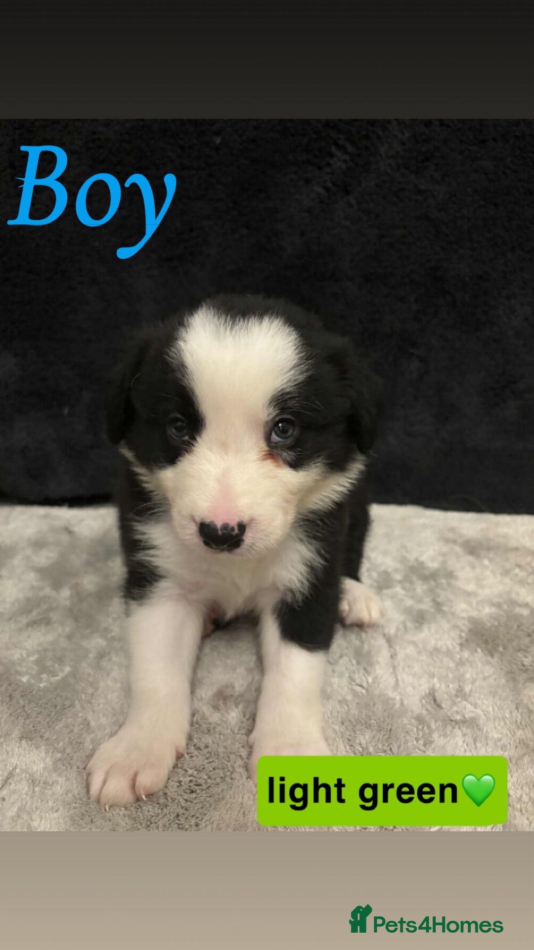 Border Collie dogs for sale: ✨cuddly puppies looking for their forever families - Advert 8