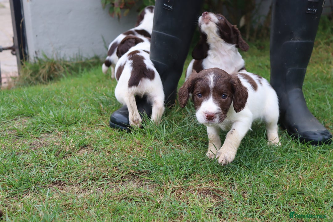 English Springer Spaniel dogs for sale: 2 Lovely Male Springer Spaniels - Image 3