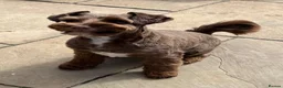 Mixed Breed dogs for sale: Ready Sunday, Miss Red, Mini MegaCoat Schnockerpoo - Advert 4