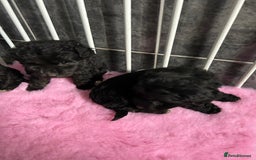 Jackapoo dogs for sale: 5 jackapoo puppies  - Image 5