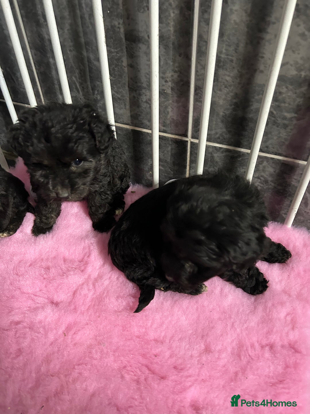 Jackapoo dogs for sale: 5 jackapoo puppies  - Image 5