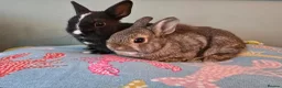 Netherland Dwarf rabbits for sale: Exceptional Netherland Dwarf, extremely tame - Advert 3