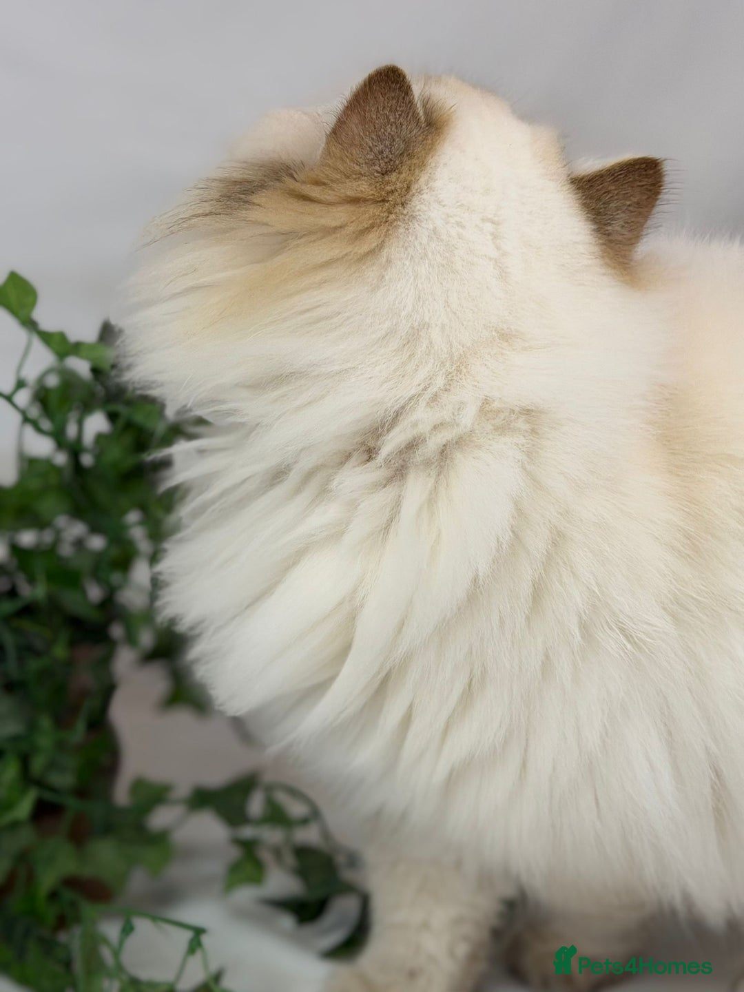 British Longhair cats for sale: Longhair Golden point British Longhair  - Advert 5